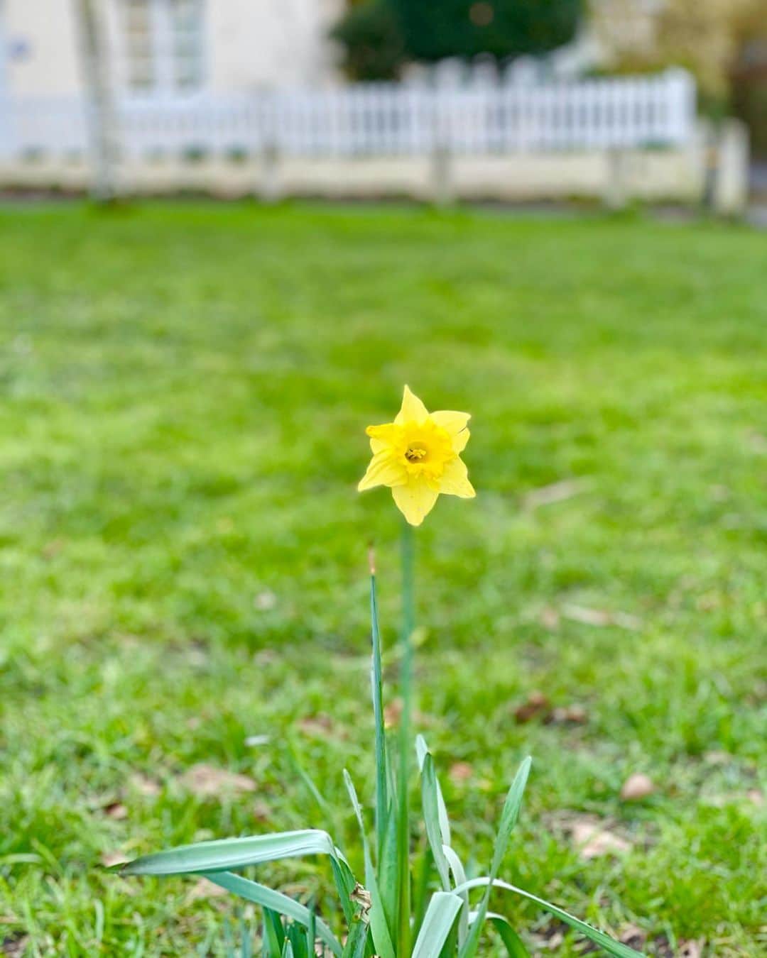 布袋寅泰さんのインスタグラム写真 - (布袋寅泰Instagram)「こちらがウェールズの国花でもあるダフォディル（Daffodil)、黄色のラッパ水仙。日本人が桜で春の到来を感じるように、イギリスの人たちにとって、このダフォディルの開花は、待ちに待った春の到来を意味します。春風とともに可憐に踊る黄水仙。とても美しく可愛いです。#Daffodil #黄水仙」2月24日 20時49分 - hotei_official