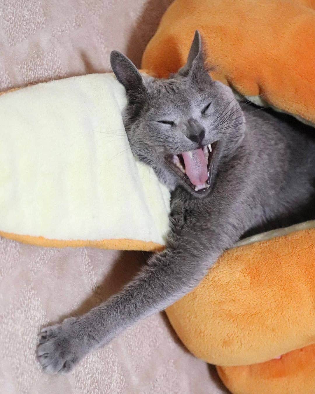 PECOねこ部のインスタグラム