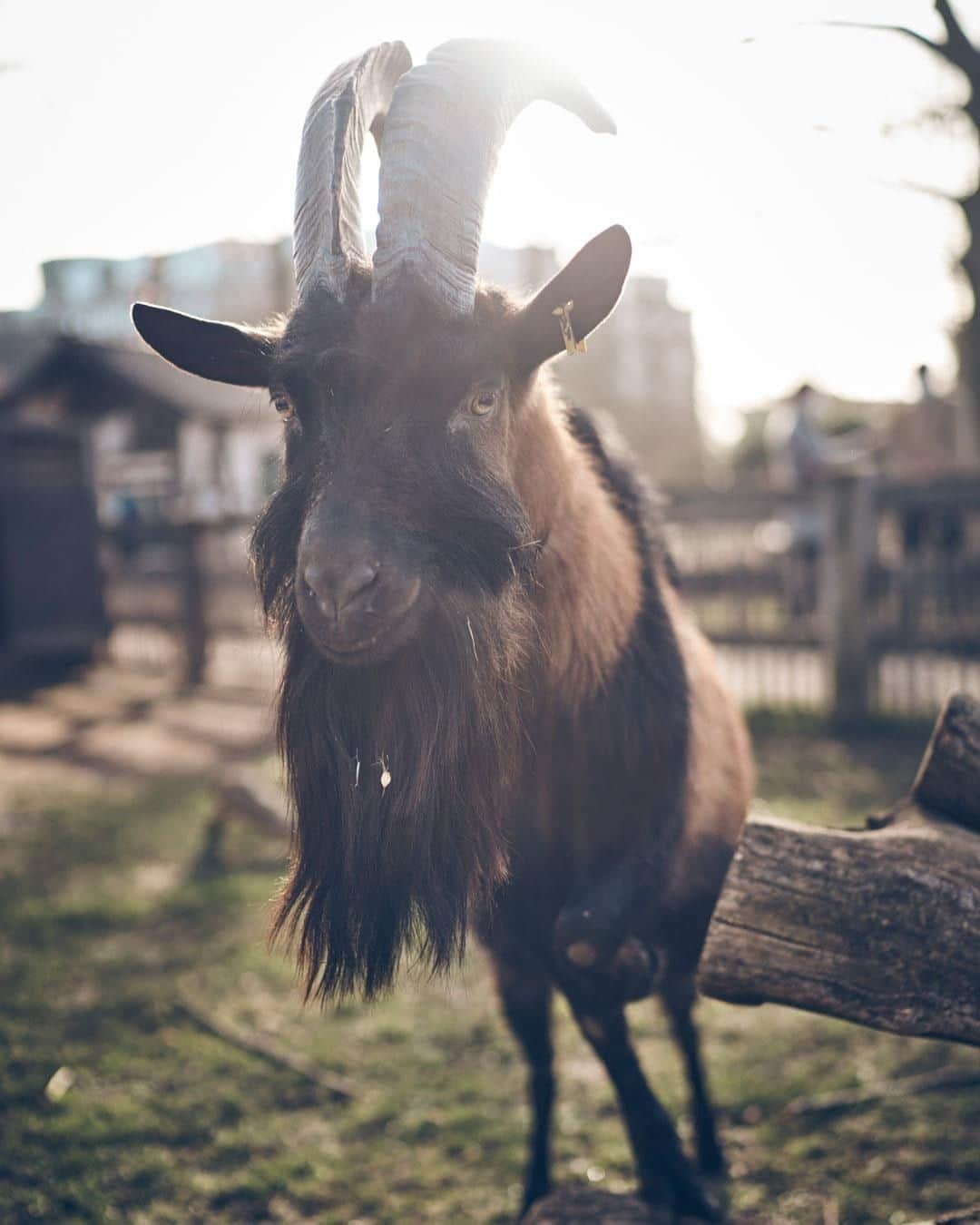 のインスタグラム：「🥳 Doppelt Grund zur Freude: #effzeh-Vizepräsident Eckhard Sauren gratulierte @hennes.ix heute mit einem Fresskorb zum dritten Geburtstag - und hatte noch mehr gute Nachrichten im Gepäck: Hennes wird wieder Vater. Im März ist es soweit 🤩」