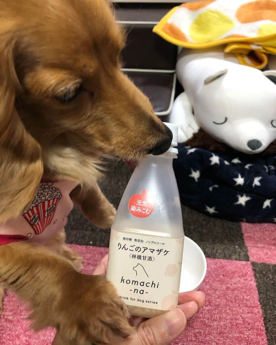 Club Soda♡さんのインスタグラム写真 - (Club Soda♡Instagram)「犬用りんごの甘酒🍶 どんな味？って聞かれたんで あたしもひと口舐めてみた👅 普通に美味しい😂 #ソーちゃん#ガサツgirl #ミニチュアダックスフンド #犬のいる暮らし #ミニチュアダックス #ダックスフンド#ダックス #カカオにも好評でした☺ #あたしよりいいもん食べてる #犬用おやつだいたい味見できる笑 #味見してる時えっこいつマジかみたいな顔で見てくるソーちゃん😂 #カカオも甘酒飲んで甥っ子にトイレ連れてってもらってお母さんに毛布ぐるぐる巻きにしてもらって寝てる😴」2月24日 21時27分 - kumi.s66