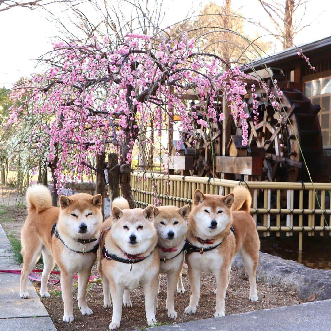 linnmamaさんのインスタグラム写真 - (linnmamaInstagram)「枝垂れ梅🌸と水車と4柴たち🐕🐕🐕🐕〜川沿いの緑地公園、夕方散歩で行ったら、ほぼ満開でした💕 ＊ ＊  #柴犬#dog#柴犬凜の勇気凜々everyday#shibastagram#stayhome #夕方散歩#花活 #写活 #梅 #枝垂れ梅」2月24日 21時29分 - linnmama