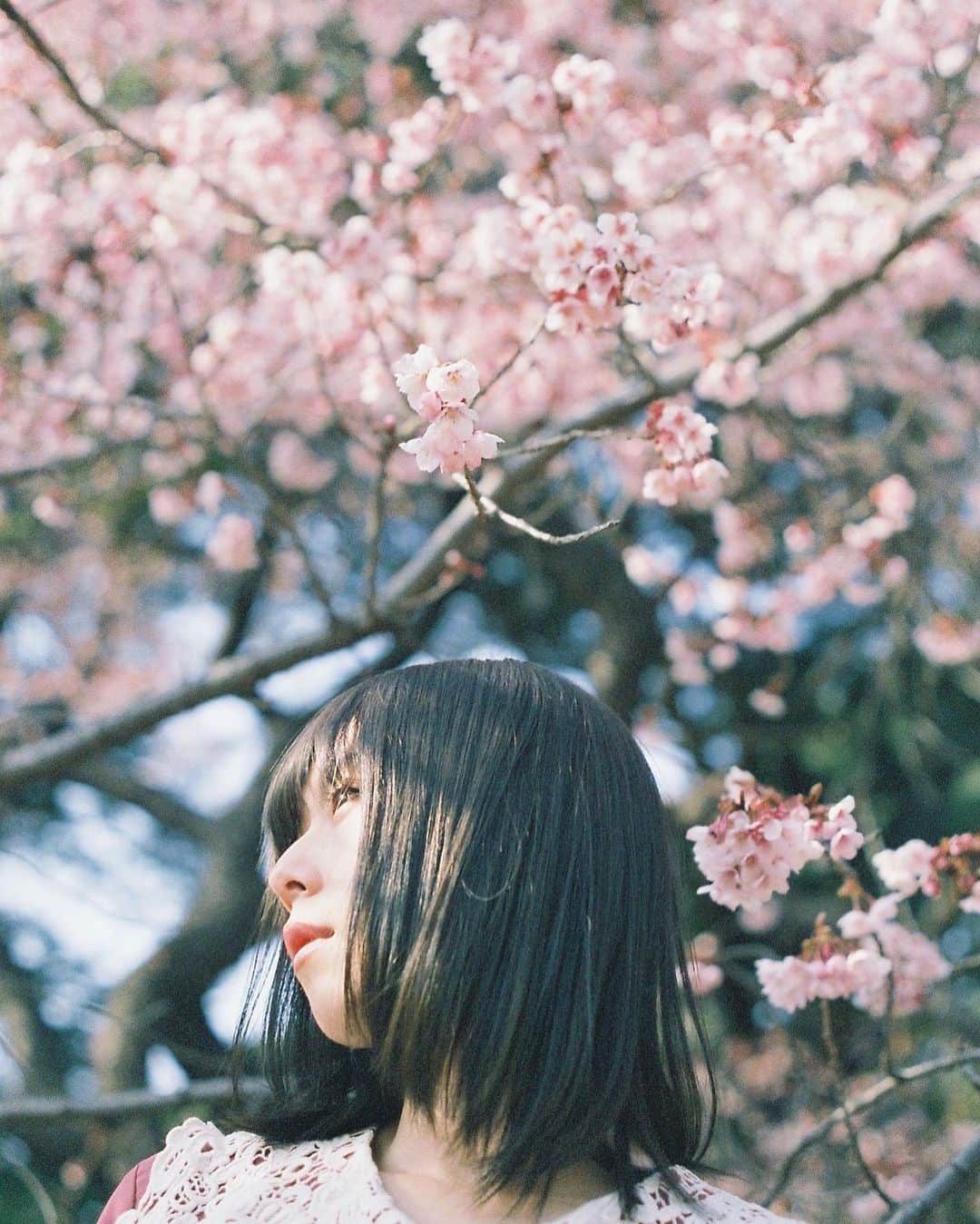 haru wagnusさんのインスタグラム写真 - (haru wagnusInstagram)「Sakura saku ❀ ㅤㅤㅤㅤㅤㅤㅤㅤㅤㅤㅤㅤㅤ ㅤㅤㅤㅤㅤㅤㅤㅤㅤㅤㅤㅤㅤ ㅤㅤㅤㅤㅤㅤㅤㅤㅤㅤㅤㅤㅤ 今年は桜をたくさん撮りたいし、お花見をして、春を満喫したい🌸 ㅤㅤㅤㅤㅤㅤㅤㅤㅤㅤㅤㅤㅤ ㅤㅤㅤㅤㅤㅤㅤㅤㅤㅤㅤㅤㅤ #contaxs2  #optonsonnar50mm15  ㅤㅤㅤㅤㅤㅤㅤㅤㅤㅤㅤㅤㅤ #sakura #桜 #桜ポートレート #cherryblossom #cherryblossoms ##bodylanguage_bnc #globe_people #portraitfestival #ig_mood #igs_photos #fashionportrait #ladiesfashion #portraitsru #thediscoverer #しんやとよーへい　#japanofinsta #ibirba #opsposh #opsobjects  #bounjourno #soriaestademoda #sorridereallavita #fblogger #japan_daytime_view #japan_of_insta #japantravel #japaneseculture」2月24日 21時32分 - wagnus