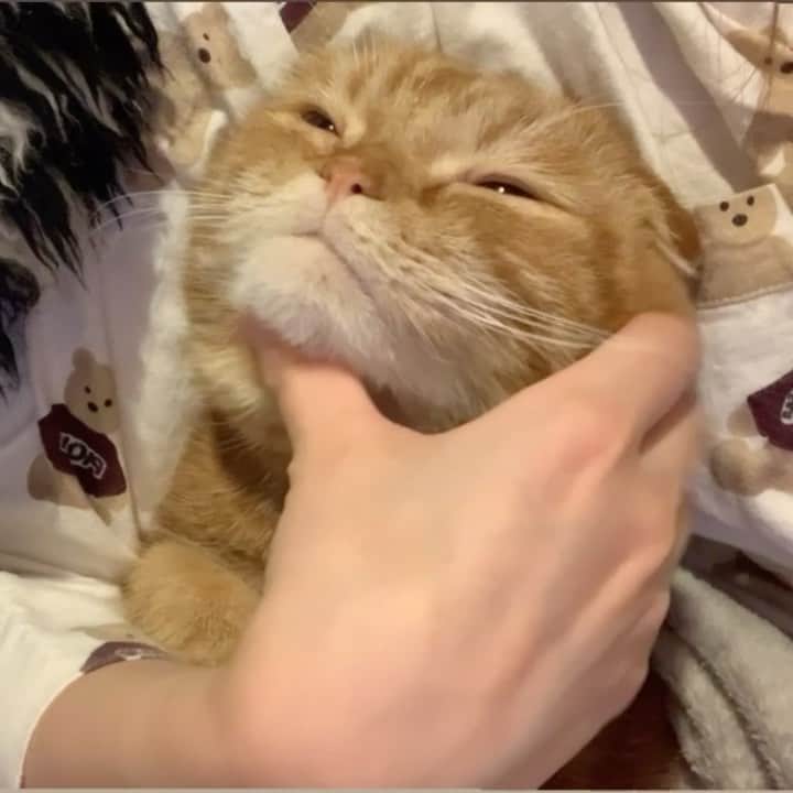 ありおときなこのインスタグラム：「マッサージはおまかせあれ  #スコティッシュフォールド#レッドタビー#猫#ペコねこ部#pecoねこ部#cat#scottishfold#みんねこ」