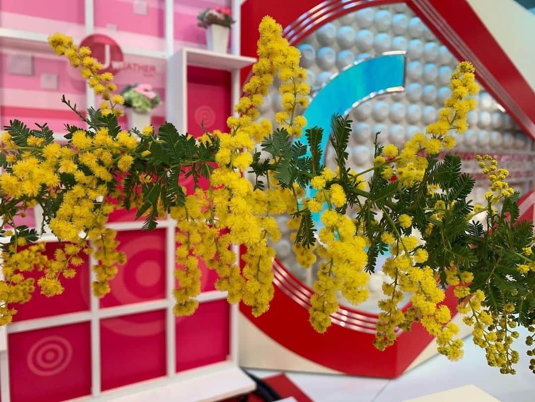 澤田愛美さんのインスタグラム写真 - (澤田愛美Instagram)「. スーパーJチャンネルABA 毎週水曜日は「きょうの花日記」🌸  今回はフサフサの黄色い花をつけるミモザです😊 ヨーロッパでは春を象徴する花木で フランスでは各地でミモザ祭りが開かれ、 イタリアでは3月8日をミモザの日として 恋人や同僚、母親など身近な女性に感謝を込めて ミモザを贈る日としています💐  驚きなのが「ミモザ」という植物は無いということ😳 こちらはアカシアの花で、日本で使われるミモザという言葉は 沢山種類がある「アカシアの仲間の花」を総称したものです✍️  購入する時は、つぼみは咲きにくいので よく咲いたものを選んだ方が良いそうです🤔✨   #ミモザ #ミモザの日 #花のある暮らし #スーパーjチャンネルaba」2月24日 22時12分 - amy____oxox