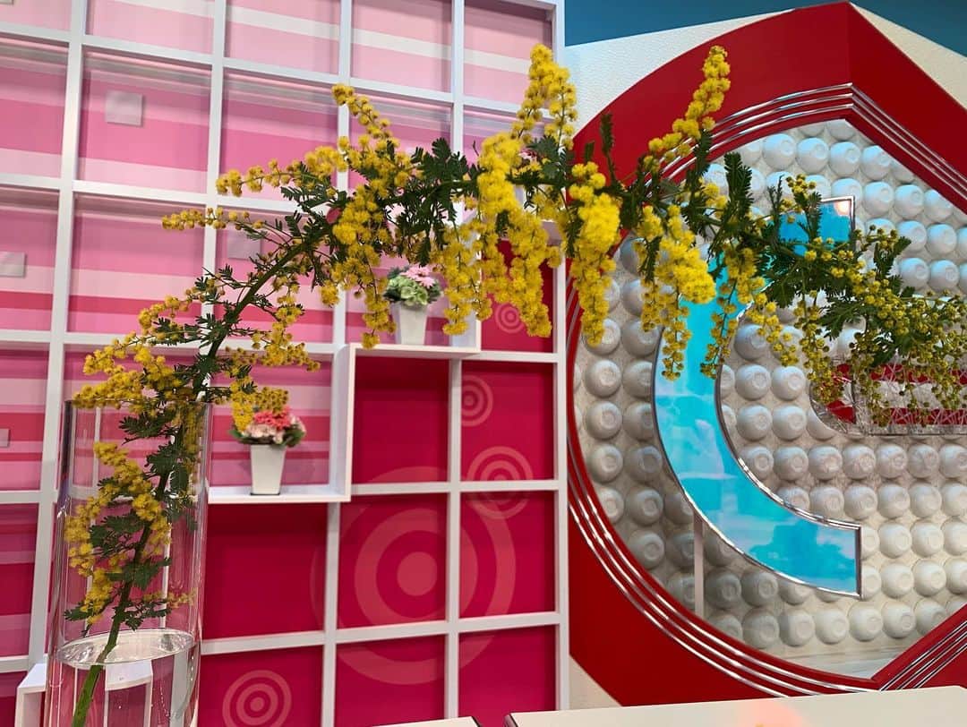 澤田愛美さんのインスタグラム写真 - (澤田愛美Instagram)「. スーパーJチャンネルABA 毎週水曜日は「きょうの花日記」🌸  今回はフサフサの黄色い花をつけるミモザです😊 ヨーロッパでは春を象徴する花木で フランスでは各地でミモザ祭りが開かれ、 イタリアでは3月8日をミモザの日として 恋人や同僚、母親など身近な女性に感謝を込めて ミモザを贈る日としています💐  驚きなのが「ミモザ」という植物は無いということ😳 こちらはアカシアの花で、日本で使われるミモザという言葉は 沢山種類がある「アカシアの仲間の花」を総称したものです✍️  購入する時は、つぼみは咲きにくいので よく咲いたものを選んだ方が良いそうです🤔✨   #ミモザ #ミモザの日 #花のある暮らし #スーパーjチャンネルaba」2月24日 22時12分 - amy____oxox