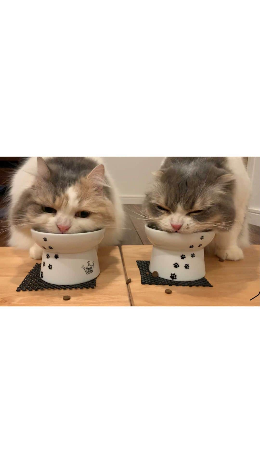 こま♔そらのインスタグラム：「久しぶりのご飯動画🎥  ⁂食べてる時の顔そっくり👯‍♀️ ⁂前よりこぼさなくなったよ。 ⁂止まるタイミングが一緒😂  #スコティッシュフォールド #scottishfold#neko#cute#cat#ねこ#猫 #ネコ#meow #catstagram#catsofinstagram #instagram #cats_of_instagram #kitty  #もふもふ #kawaii #adorable #fllufycat #bestmeow #bestcats_oftheworld🐾」