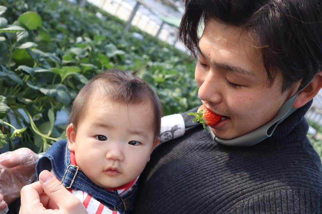 藤田航生のインスタグラム：「. . . . いちご狩り🍓 娘の分は買って帰って家で食べさせました🐣 . . . #小江戸ベリー #いちご狩り」