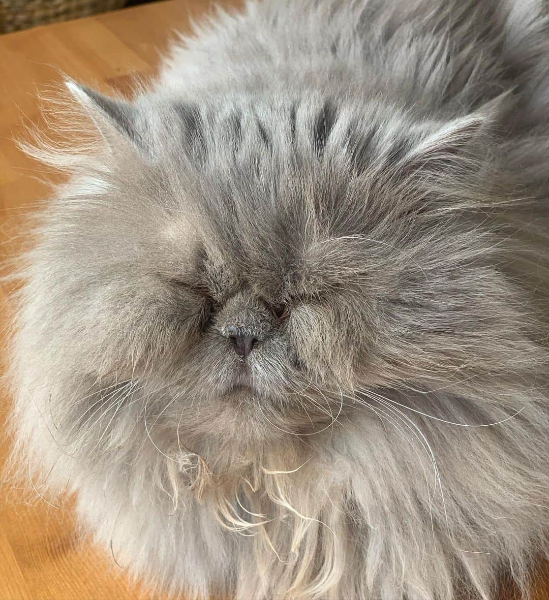 イヴァナ・リンチのインスタグラム：「Peaceful Puff for the feed today 😊 she is looking more and more like a happy cloud lately ☁️  P.S. A lot of you are asking in the DMs if I have a tiktok...that is a resounding NO 😑 as if I don’t spend enough bloody time on social media!! I won’t be getting any more social media accounts. Anyone claiming to be me on Twitter or tiktok is an impersonator and I advise them to take up a better hobby or read a book or call their mum. Life is short!」