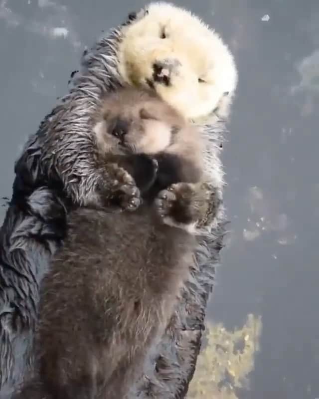 animalsのインスタグラム：「Baby otter all cuddled up in its momma's arms 🦦❤️ Video by: Connie Levenhagen Niemi」