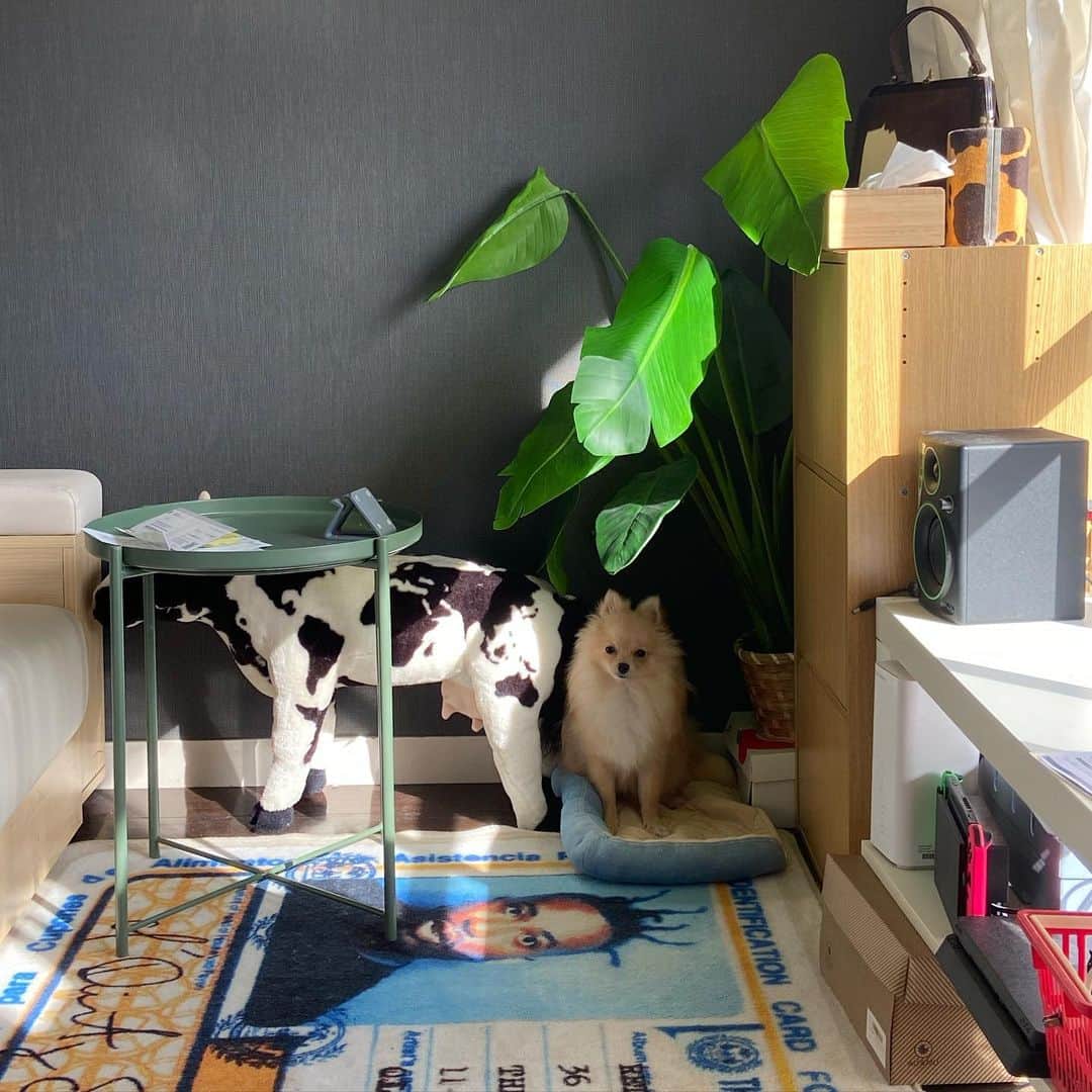 矢部ユウナのインスタグラム：「最近のぽんちゃん🐶なんとなく一枚目がトトロのワンシーンみたい☂️🌿#ポメラニアンのいる暮らし　#わん　#ぽんぽん」