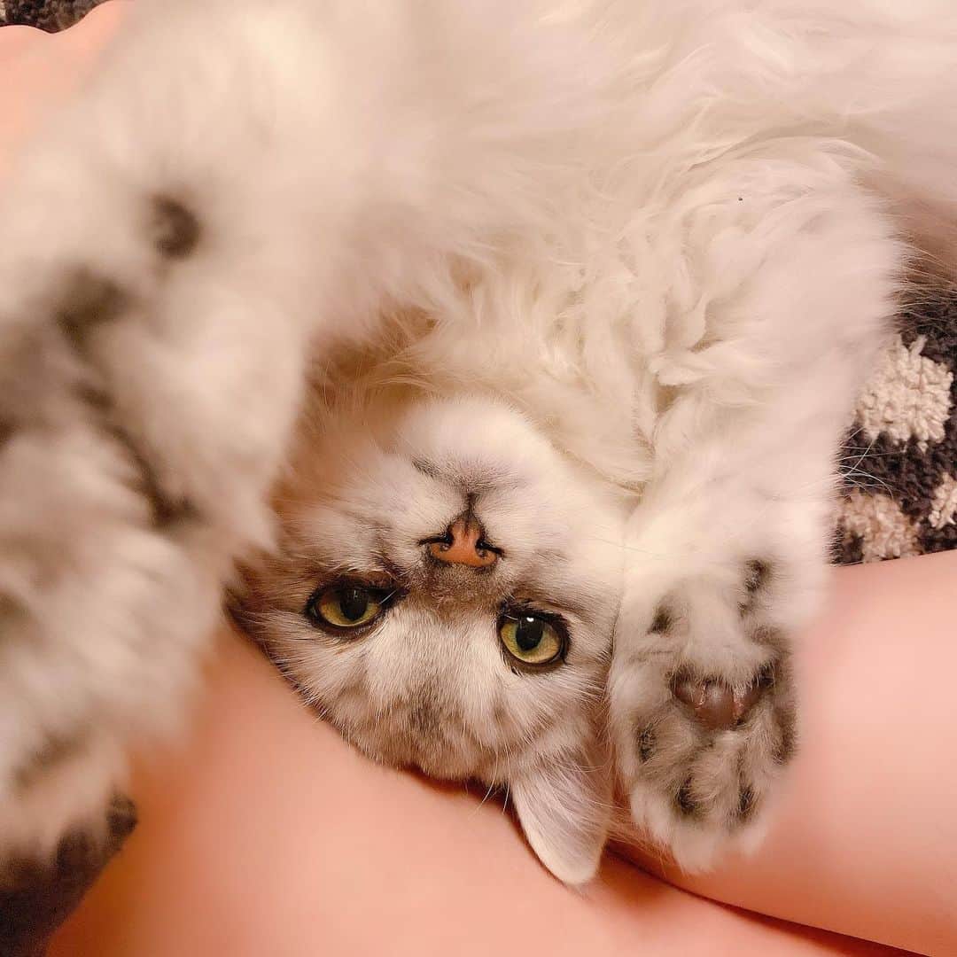 秋山希望のインスタグラム：「. 私の脚を枕にして甘えてくる れっくん🐱可愛い💓  #猫 #仔猫 #4ヶ月 #レアさん #サイベリアン #最近甘えん坊 #癒し」