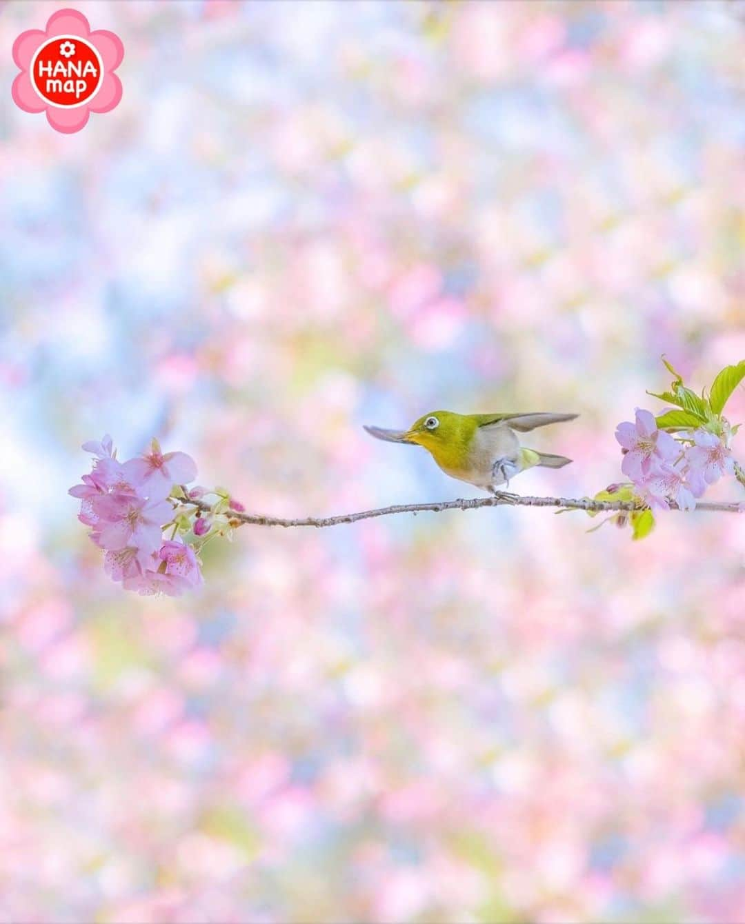 はなまっぷ❁日本の花風景さんのインスタグラム写真 - (はなまっぷ❁日本の花風景Instagram)「🌸はなまっぷ🌸 * @maichin_lucky さんの 花のある風景に花まるを💮 * 思わず笑顔になれるシュールで可愛いメジロちゃんをありがとうございます😊🌸 * 🌼河津桜の花言葉📝🌼 想いを託します * 🌹緊急事態宣言が解除されるまで、季節を問わず過去のお写真も含めてご紹介させていただきます🌺 * 🌸•••🌸•••🌸•••🌸•••🌸•••🌸 * いつも素敵なお花をありがとうございます😊 #はなまっぷ #日本の美しい花風景#花のある風景#花#花言葉#風景#桜#河津桜#メジロ * 🌸••••••お知らせ••••••🌸 * はなまっぷ本第3弾 世界中に贈りたい　花の絶景100 大好評発売中！！ Amazonからご購入いただけます📖 （@hanamap プロフィール欄にURL有） 日本の美しい花風景がたっぷり100ヶ所🌸 ぜひご覧ください😄」2月24日 23時17分 - hanamap