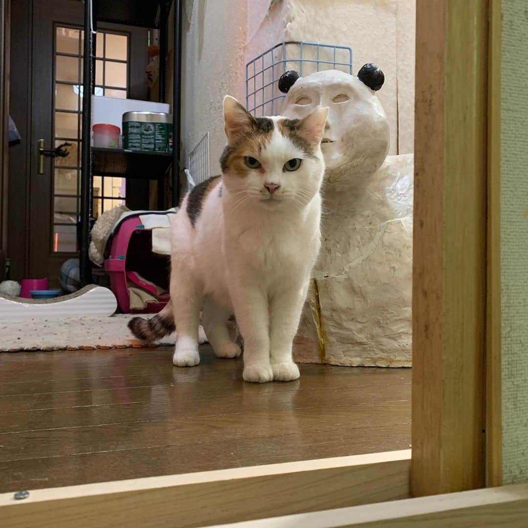 Kachimo Yoshimatsuさんのインスタグラム写真 - (Kachimo YoshimatsuInstagram)「目の変化。 #うちの猫ら #猫 #mikeko #ねこ #cat #ネコ #catstagram #ネコ部 http://kachimo.exblog.jp」2月24日 23時26分 - kachimo