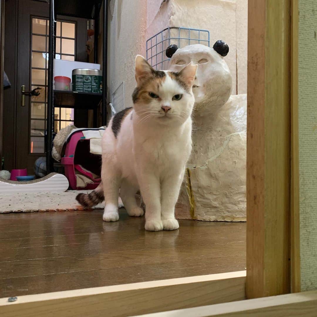 Kachimo Yoshimatsuさんのインスタグラム写真 - (Kachimo YoshimatsuInstagram)「目の変化。 #うちの猫ら #猫 #mikeko #ねこ #cat #ネコ #catstagram #ネコ部 http://kachimo.exblog.jp」2月24日 23時26分 - kachimo