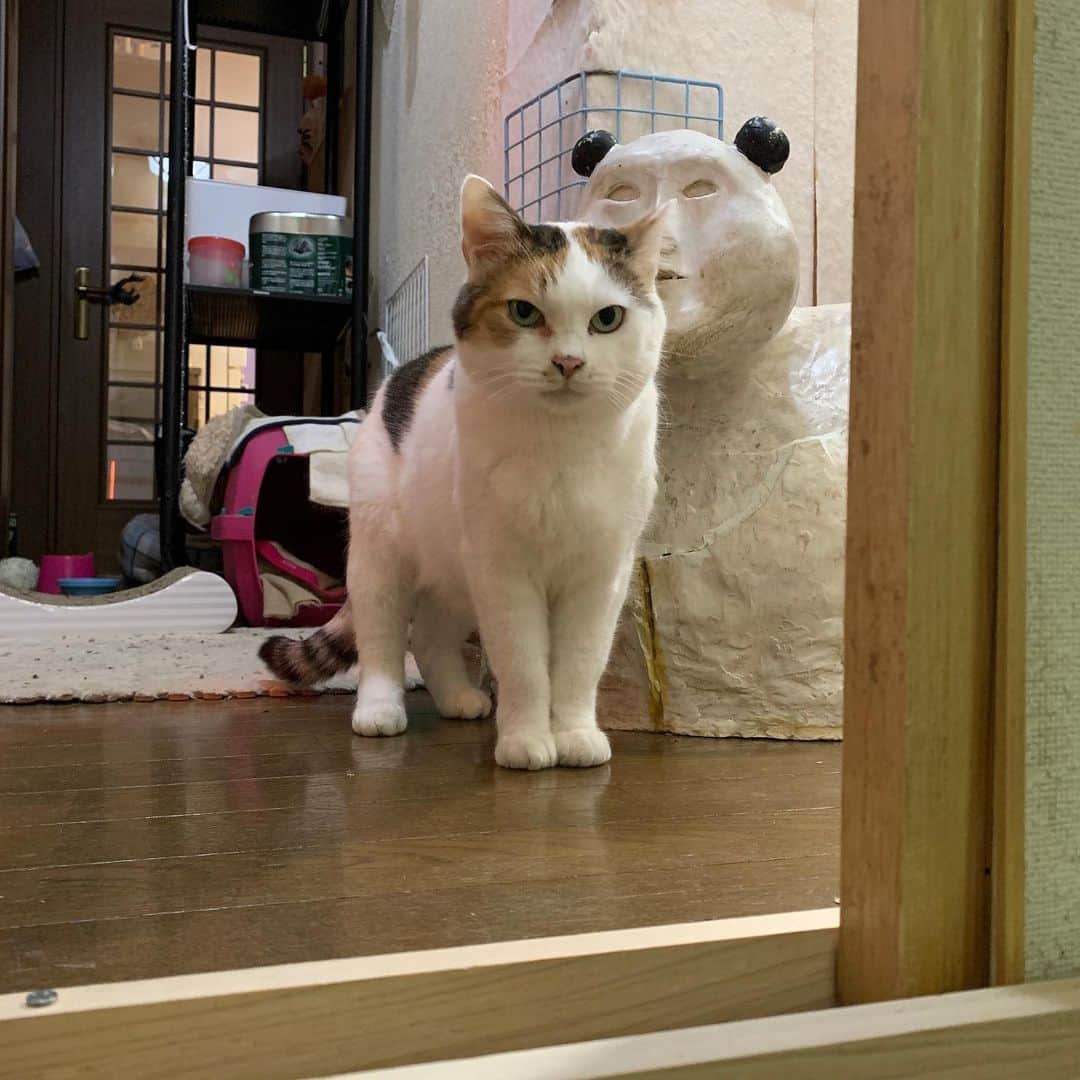 Kachimo Yoshimatsuのインスタグラム：「目の変化。 #うちの猫ら #猫 #mikeko #ねこ #cat #ネコ #catstagram #ネコ部 http://kachimo.exblog.jp」
