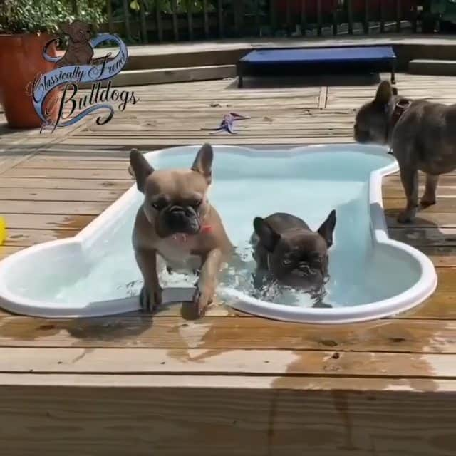 French Bulldogのインスタグラム