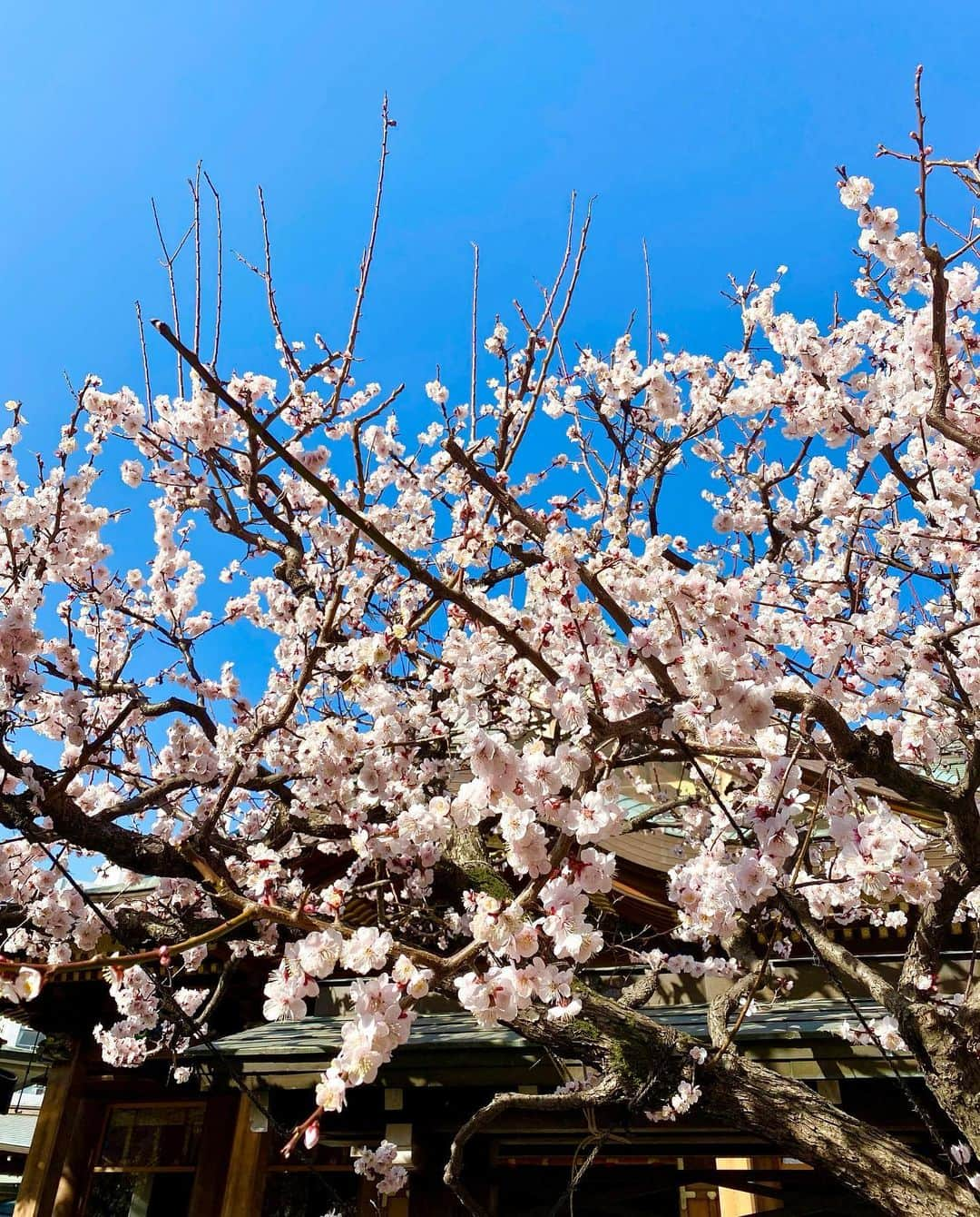 納富有沙さんのインスタグラム写真 - (納富有沙Instagram)「. Lovely🌸☺️🌈 . . . #umeblossom #japaneseflower #spring #springday #lovely  #japan #usa #actress  #梅 お花見 #春 #🌸」2月24日 23時29分 - arisa_noutomi