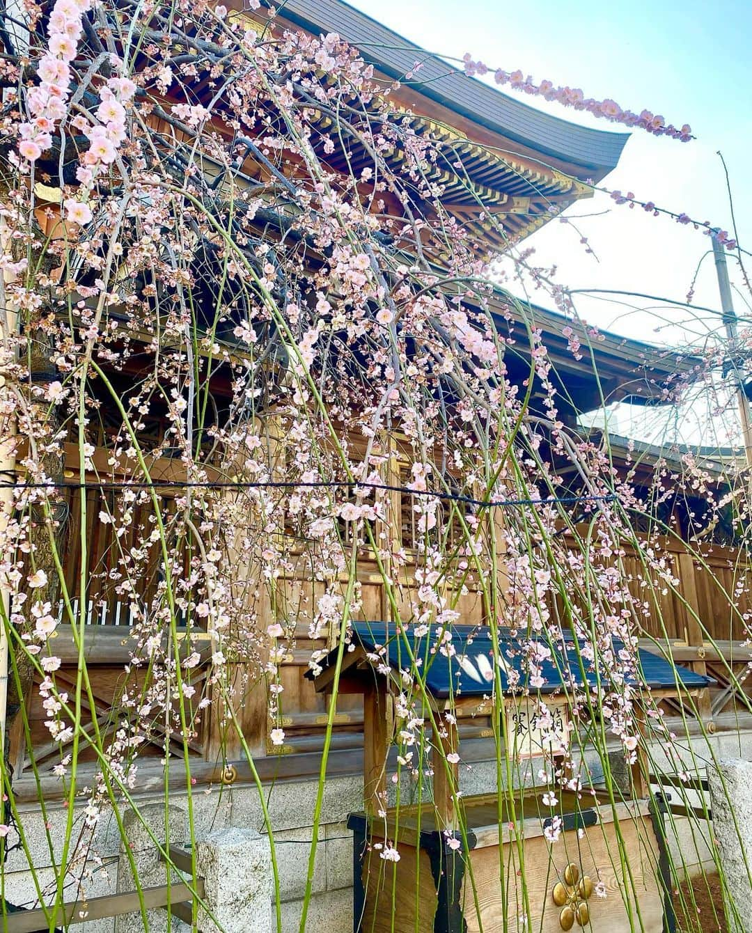 納富有沙さんのインスタグラム写真 - (納富有沙Instagram)「. Lovely🌸☺️🌈 . . . #umeblossom #japaneseflower #spring #springday #lovely  #japan #usa #actress  #梅 お花見 #春 #🌸」2月24日 23時29分 - arisa_noutomi