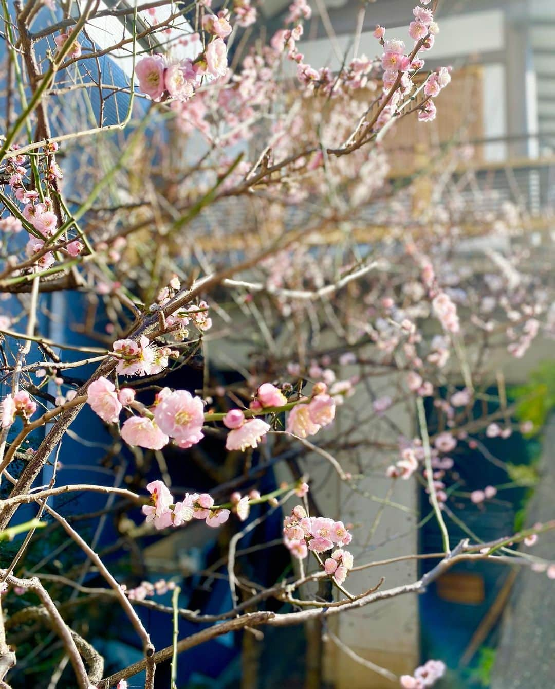 納富有沙さんのインスタグラム写真 - (納富有沙Instagram)「. Lovely🌸☺️🌈 . . . #umeblossom #japaneseflower #spring #springday #lovely  #japan #usa #actress  #梅 お花見 #春 #🌸」2月24日 23時29分 - arisa_noutomi