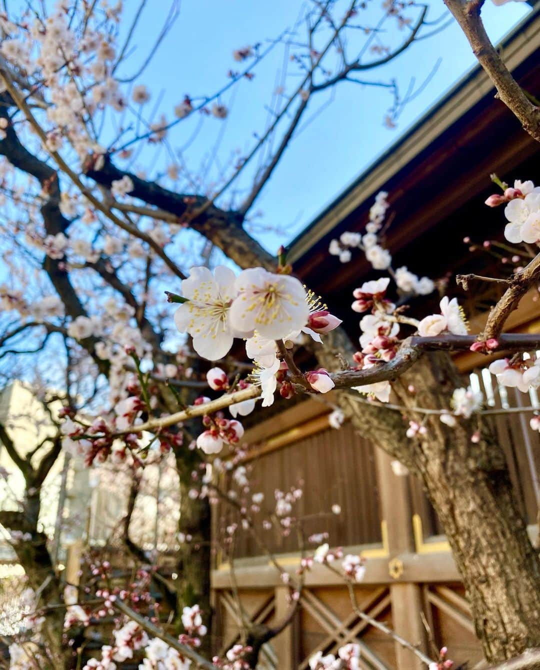納富有沙さんのインスタグラム写真 - (納富有沙Instagram)「. Lovely🌸☺️🌈 . . . #umeblossom #japaneseflower #spring #springday #lovely  #japan #usa #actress  #梅 お花見 #春 #🌸」2月24日 23時29分 - arisa_noutomi