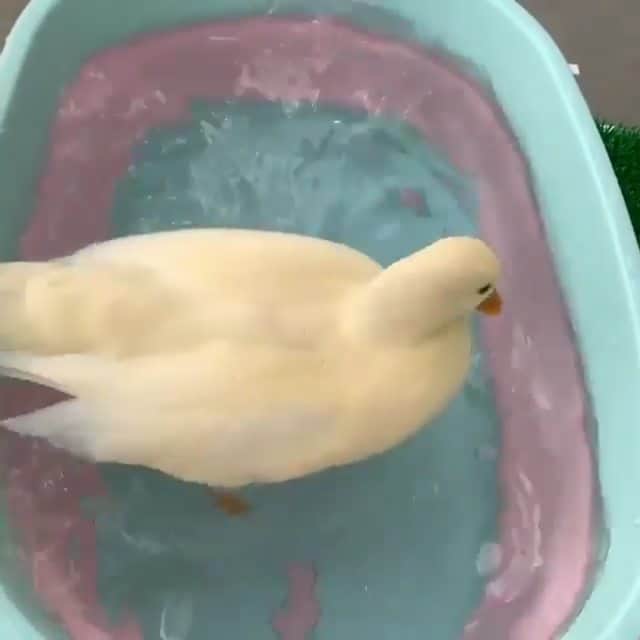 SHEINのインスタグラム：「Bath time! 🛀🌟 Tag someone who'd love this. @ayameofficial34 #SHEINinspo」