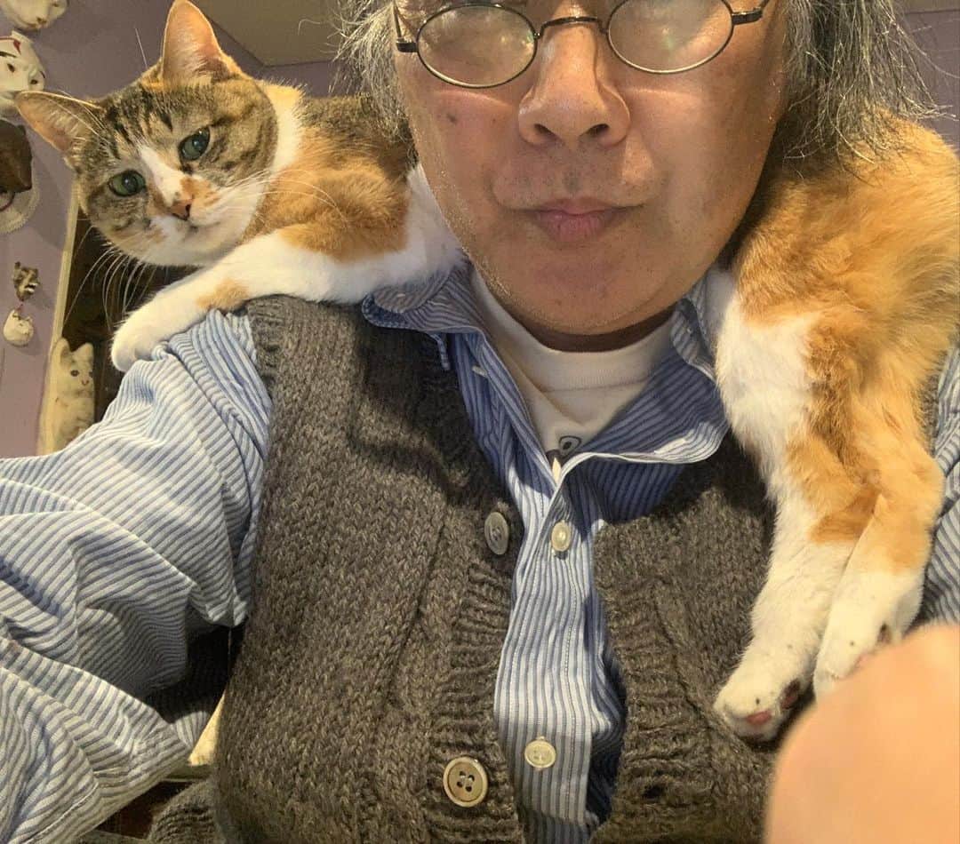 Kachimo Yoshimatsuのインスタグラム：「生きてる天然襟巻きはあったけー！ #うちの猫ら #猫 #ねこ #cat #castella #ネコ #catstagram #ネコ部 http://kachimo.exblog.jp」