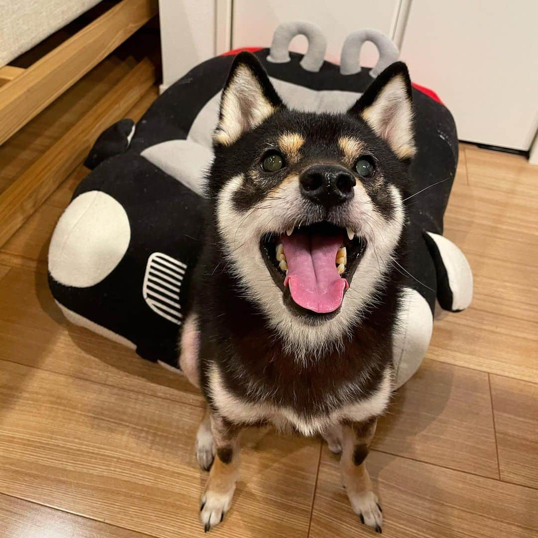 まめ丸のインスタグラム：「* * ぼくの愛車🚗でいっしょにねよー🐶💓 #まめ丸のベンツ  * * #ふかふかであったかいよ🐶💓 #ちょっとせまいけど #のってかない🐶❓ * #柴犬#豆柴#柴#黒柴#犬#しばいぬ#shiba#shibainu#shibastagram#shibadog#ig_japan#ig_dogphoto#puppy#instadog#dogstagram#dog#petstagram#pet#강아지#dailyfluff#weeklyfluff」