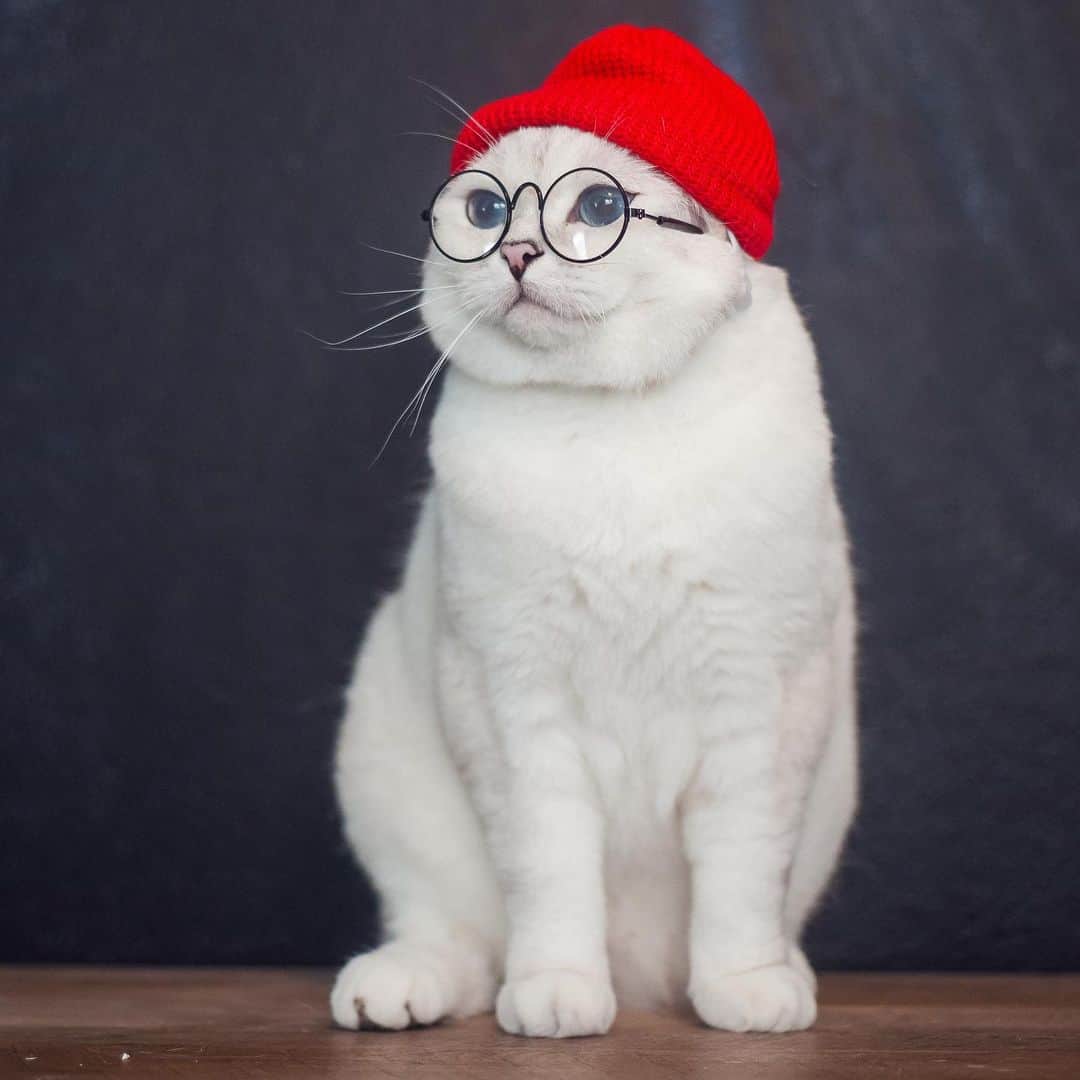ミスター・ホワイトさんのインスタグラム写真 - (ミスター・ホワイトInstagram)「With or without glasses? 🤔」2月24日 23時56分 - white_coffee_cat