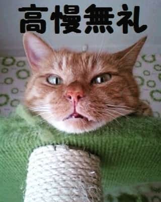 テレンス・リーのインスタグラム：「四字熟ニャンシリーズ！モデルは在りし日のガーフィールドくん❤(ӦｖӦ｡) #猫 #ねこ #ネコ #もふもふ猫 #もふもふ #四字熟語」