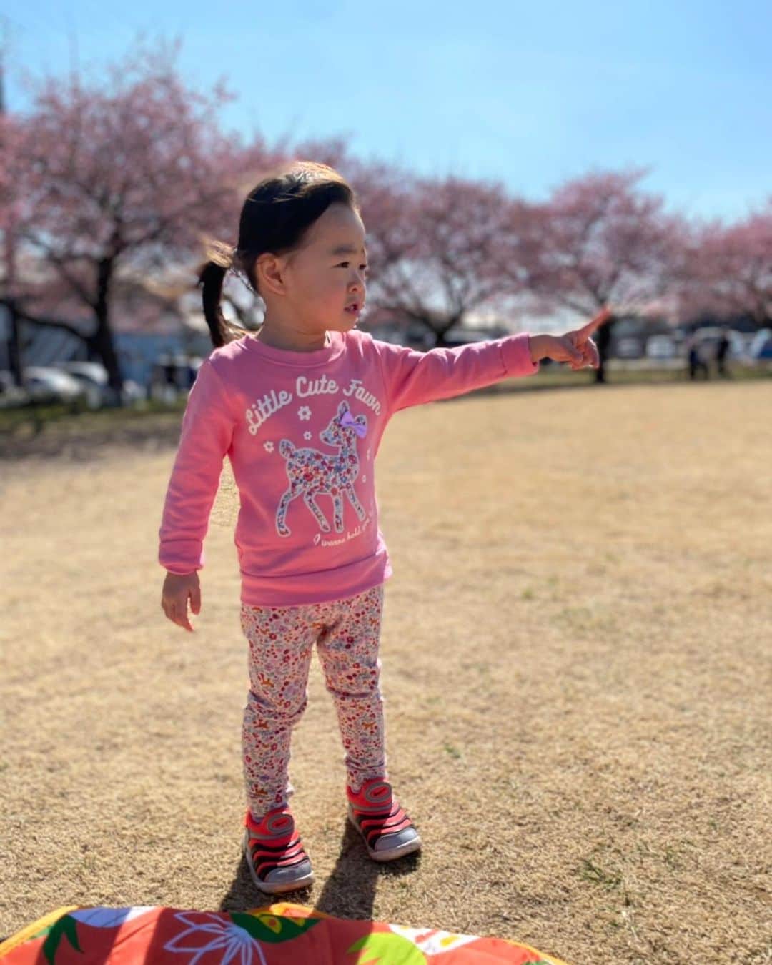古本新乃輔のインスタグラム：「現在、 新プロジェクトを計画中でして。  その 第一段階がやっとこさ 一山越えた、と言ったカンジになりました。  明日から 第二ステージの土俵入り、と言ったトコロでしょうか。  でも、 時間の許す限り 娘との時間も作りたいので、  毎日、早朝から フル稼働でエンジンかけております。  近くの公園の河津桜がもう七分咲きでして。  君は『勤王の志士』かと、言わんばかりに 凛々しくウチの娘も立ち尽くし、 早めの花見を楽しんでおりました。  さて、 くたびれました。  あ、そうか。 明日のウクレレワークショップの用意しなくては。  にんとと にんとと。」