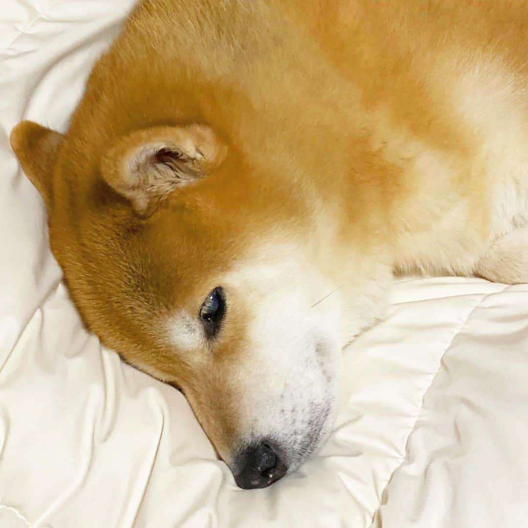 まる（まるたろう）さんのインスタグラム写真 - (まる（まるたろう）Instagram)「Good night!✨🐶💤✨今夜も冷えるからあったかくして寝ましょうね〜 #まるたんぽ必須やろ #あったかいよ #まるたんぽいらんかね」2月25日 0時27分 - marutaro