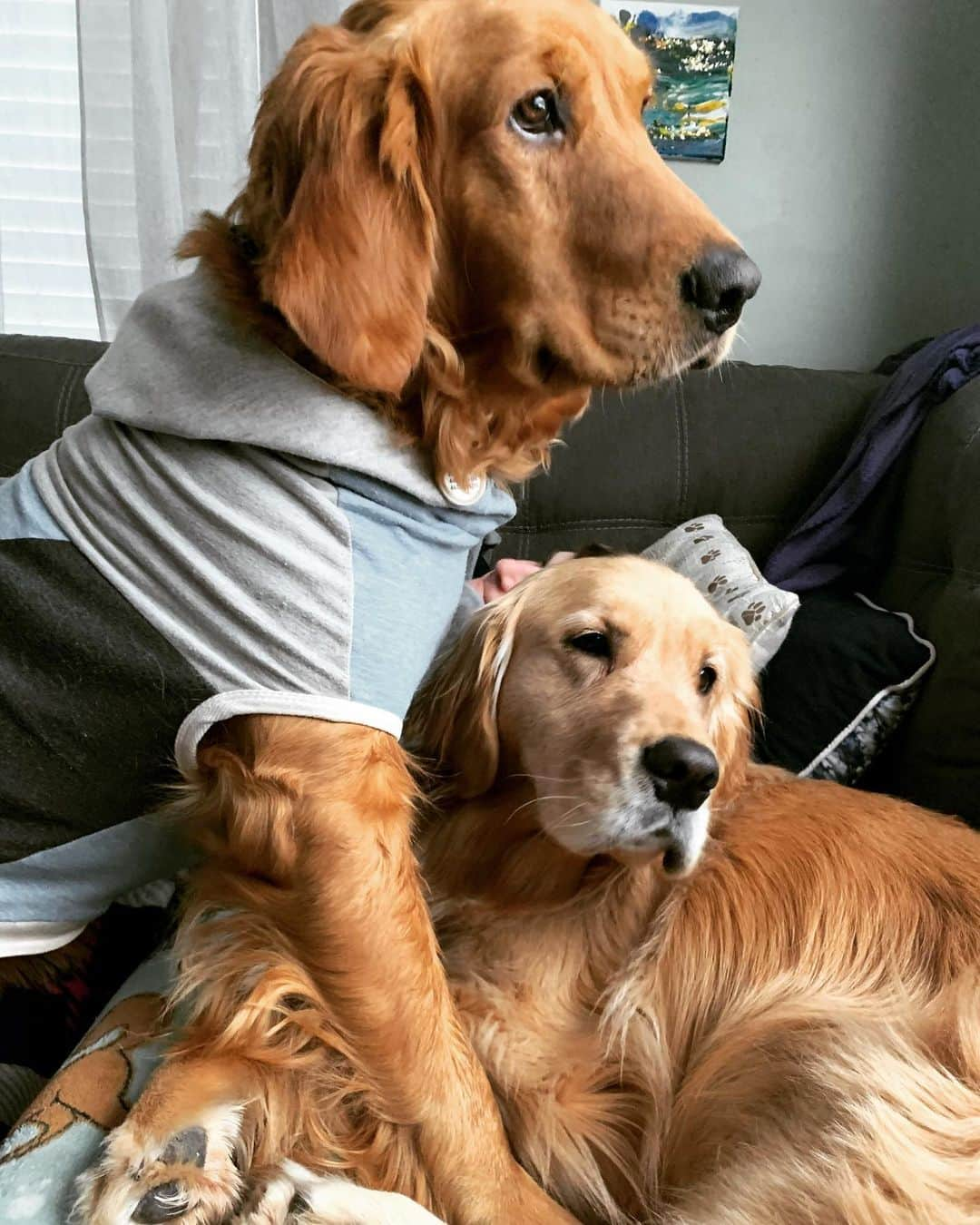 モヒートさんのインスタグラム写真 - (モヒートInstagram)「I’m not sure what’s happening here. Caption this 😂😂 #rescuedog #rescuedogsofinstagram #siblings #siblinglove #cuddle #dogs #dogsofinsta #dogstagram #ratemydog #goldenretriever #goldenretrieversofinstagram #dog #dogmom #gloriousgoldens #bestfriends #dogsofcle」2月25日 0時33分 - mojito_rose_family