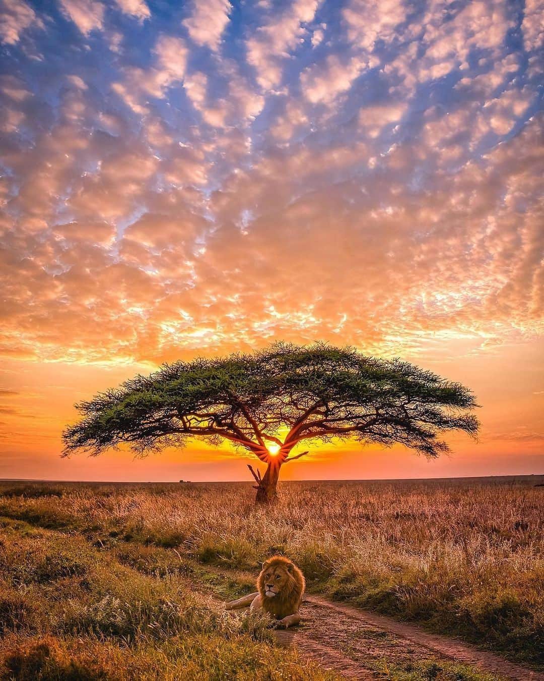 Canon Photographyのインスタグラム：「Sunsets in Tanzania 🌅 Photography // @agpfoto Curated by @steffeneisenacher  #tanzania #africa #lion #wildlife #safari #sunsetphotography」