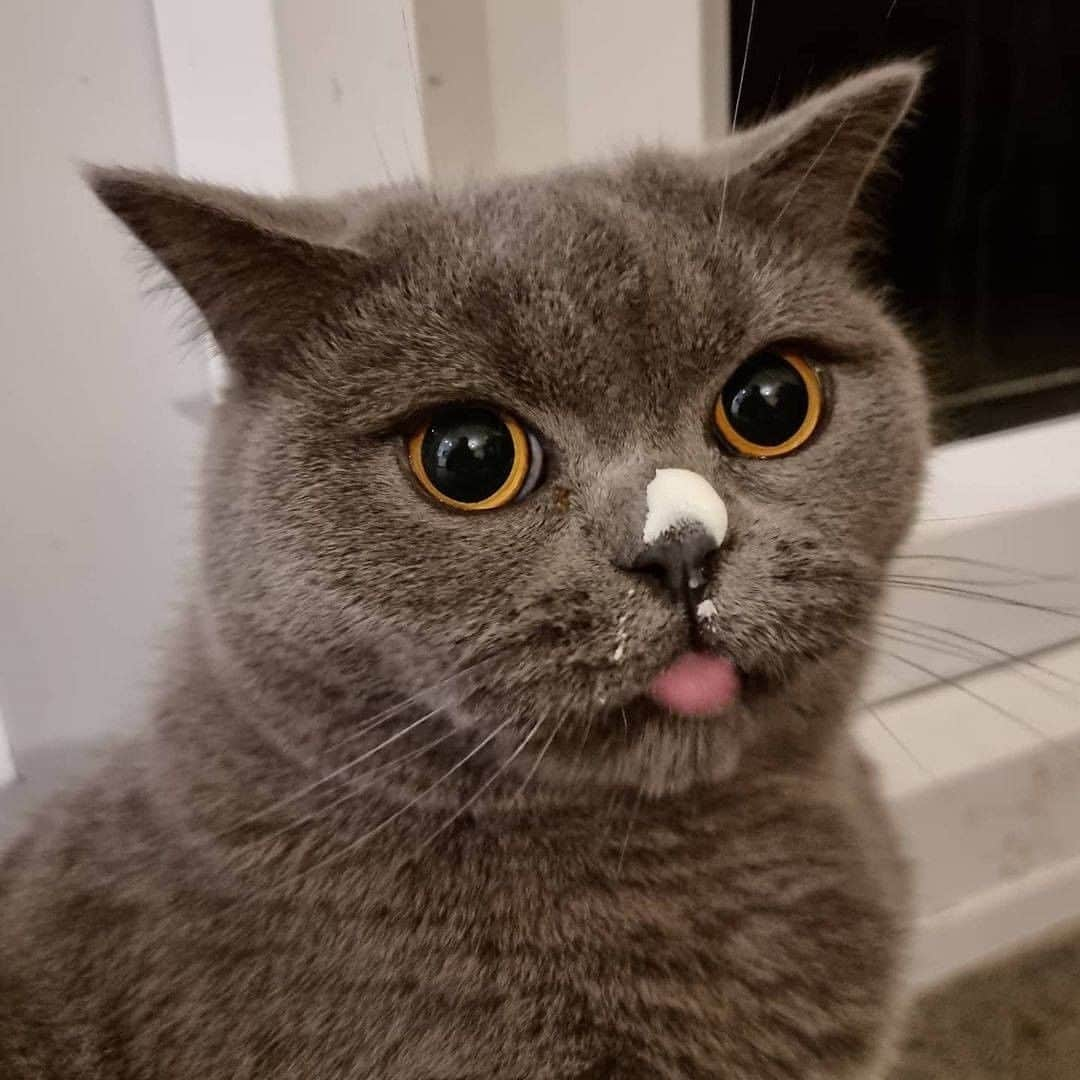 Aww Clubさんのインスタグラム写真 - (Aww ClubInstagram)「Is there something on my face  📷@dexteranddeedeebsh  #meowed #dexteranddeedeebsh #BSH #britishshorthair #🇬🇧」2月25日 1時00分 - meowed