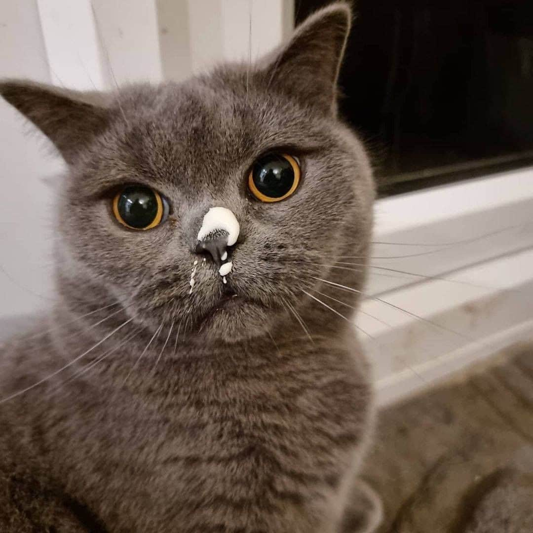 Aww Clubさんのインスタグラム写真 - (Aww ClubInstagram)「Is there something on my face  📷@dexteranddeedeebsh  #meowed #dexteranddeedeebsh #BSH #britishshorthair #🇬🇧」2月25日 1時00分 - meowed