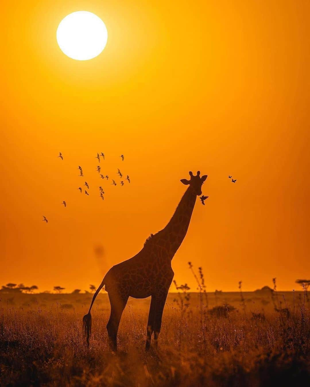 Canon Photographyさんのインスタグラム写真 - (Canon PhotographyInstagram)「Sunsets in Tanzania 🌅 Photography // @agpfoto Curated by @steffeneisenacher  #tanzania #africa #lion #wildlife #safari #sunsetphotography」2月25日 1時01分 - cpcollectives