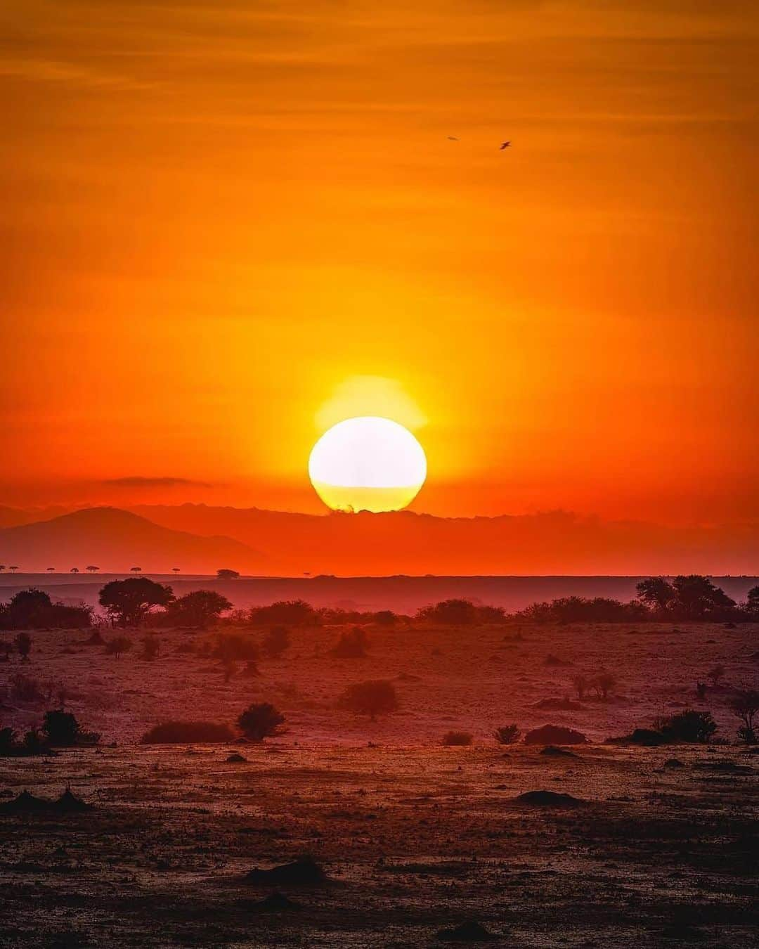 Canon Photographyさんのインスタグラム写真 - (Canon PhotographyInstagram)「Sunsets in Tanzania 🌅 Photography // @agpfoto Curated by @steffeneisenacher  #tanzania #africa #lion #wildlife #safari #sunsetphotography」2月25日 1時01分 - cpcollectives