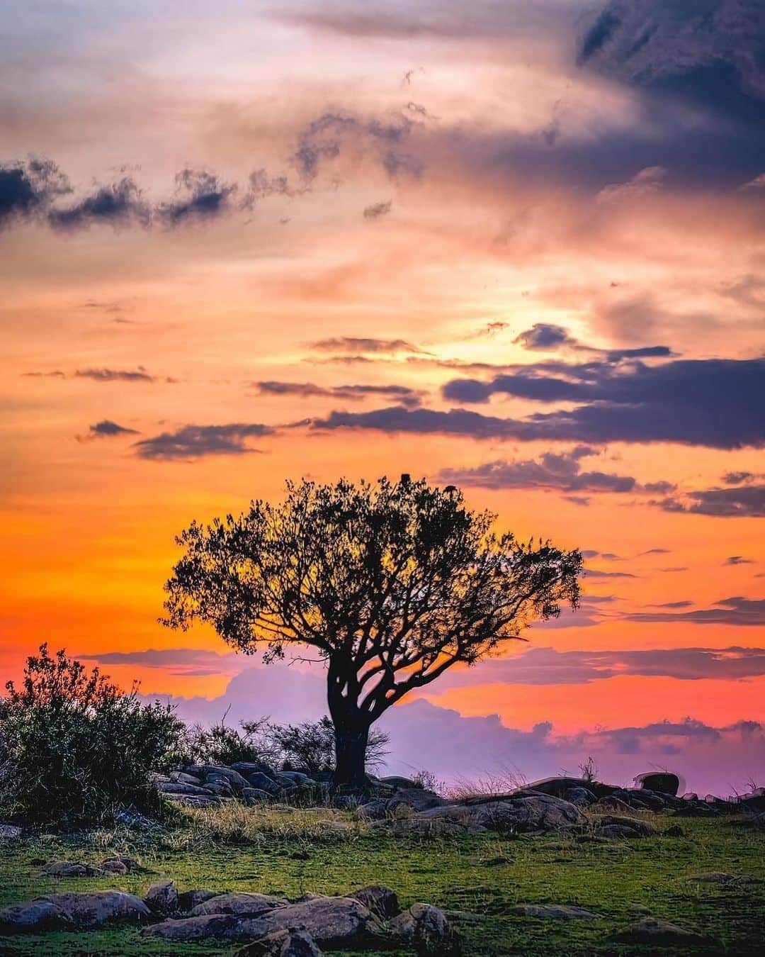 Canon Photographyさんのインスタグラム写真 - (Canon PhotographyInstagram)「Sunsets in Tanzania 🌅 Photography // @agpfoto Curated by @steffeneisenacher  #tanzania #africa #lion #wildlife #safari #sunsetphotography」2月25日 1時01分 - cpcollectives