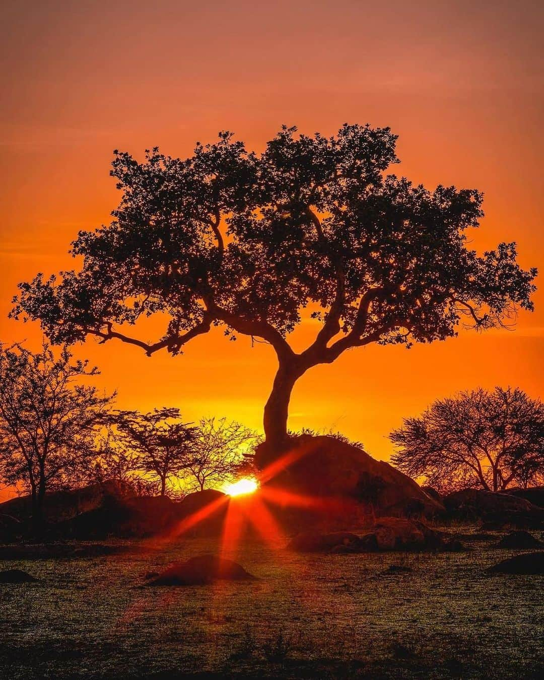 Canon Photographyさんのインスタグラム写真 - (Canon PhotographyInstagram)「Sunsets in Tanzania 🌅 Photography // @agpfoto Curated by @steffeneisenacher  #tanzania #africa #lion #wildlife #safari #sunsetphotography」2月25日 1時01分 - cpcollectives