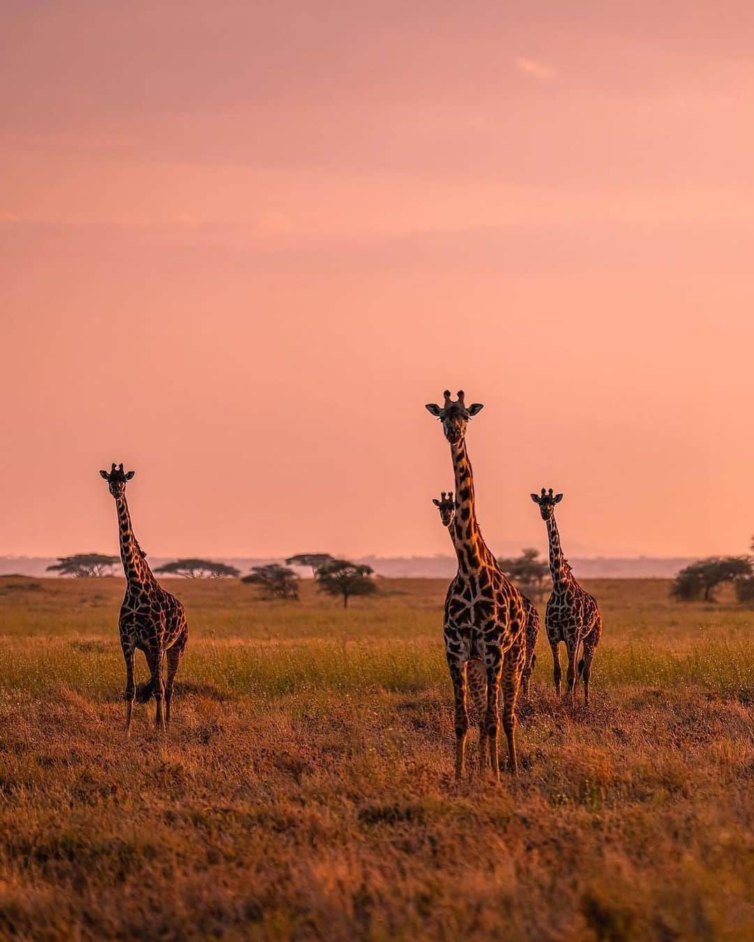 Canon Photographyさんのインスタグラム写真 - (Canon PhotographyInstagram)「Sunsets in Tanzania 🌅 Photography // @agpfoto Curated by @steffeneisenacher  #tanzania #africa #lion #wildlife #safari #sunsetphotography」2月25日 1時01分 - cpcollectives