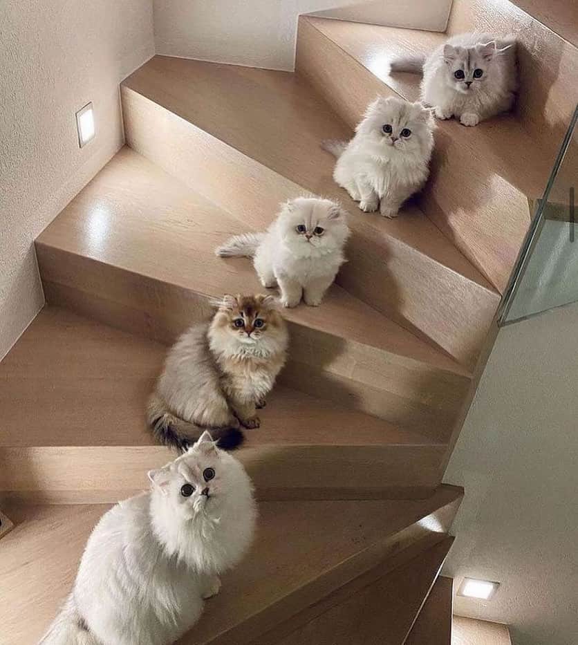 のインスタグラム：「Current obsession. When More is Miaw (most embarrassing worst pun intended )」