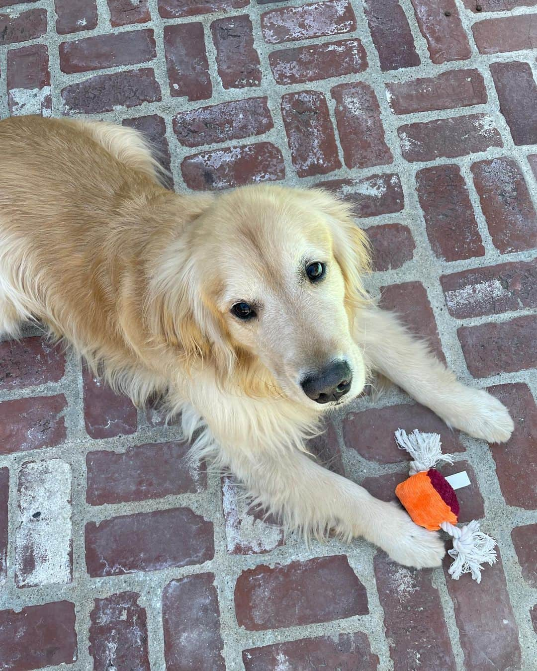 emilyさんのインスタグラム写真 - (emilyInstagram)「Life lately 🎾🐶🌞❤️」2月25日 1時25分 - emilyoberg