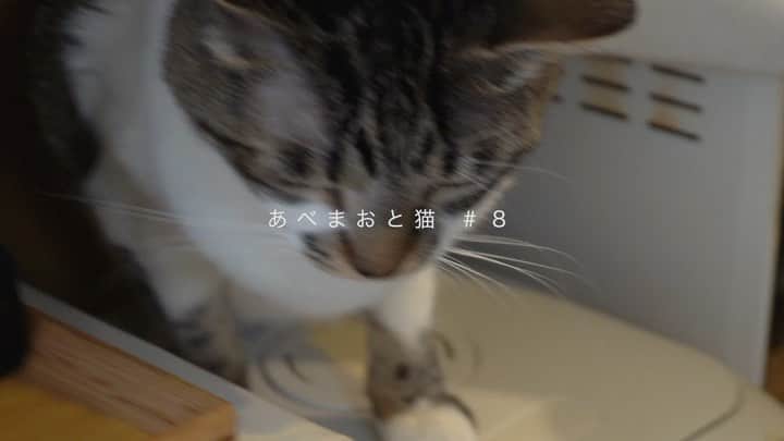 阿部真央のインスタグラム：「#おじさまと猫  今日はキュンキュン爆発回をありがとうございました。 飼い主の気持ちになって思わず興奮してしまいました…  ふくまる×マリン最強説🐱 おじさま達も萌え要素多すぎて尊い…  では僭越ながら今日もプチムービーを。 おやすみなさい🌙 #あべまおと猫 #阿部真央 #ふたりで居れば」