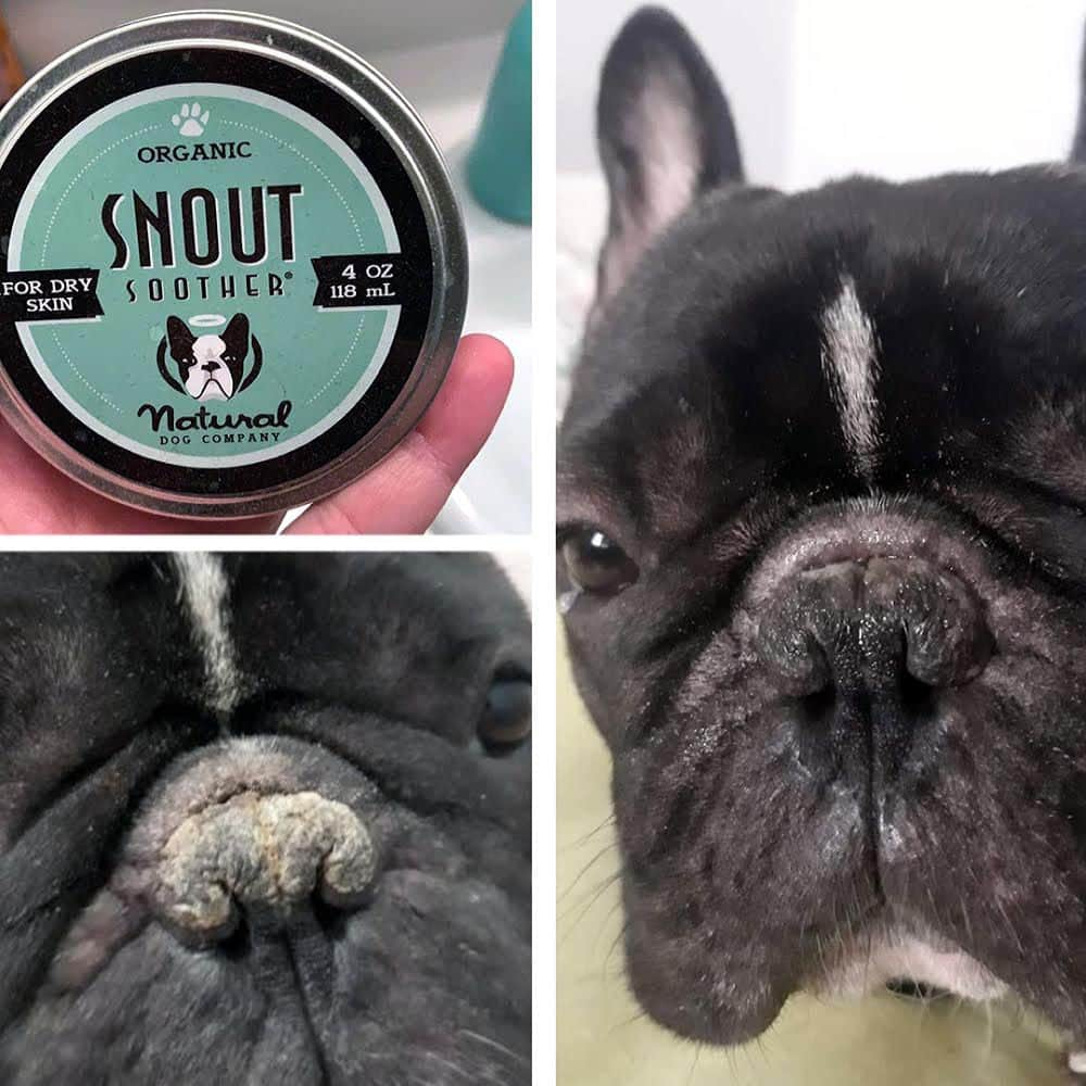 Regeneratti&Oliveira Kennelのインスタグラム：「Some noses have more trouble than others to stay healthy and moisturized. If your pup is suffering from a dry, cracked nose, then you need to use organic #SnoutSoother. It’s made from 100% natural ingredients that are safe to ingest and work much better & faster than coconut oil! .  ⭐ SAVE 20% off @naturaldogcompany with code JMARCOZ at NaturalDog.com ▪️ worldwide shipping ▪️ ad 📷: DarthVader . . . . . . . #frenchiepetsupply #frenchiesofinsta #pugsofinsta #frenchbulldog #frenchiesofinstagram #pug #frenchies #reversibleharness #frenchiehoodie #thedodo #frenchieharness #dogclothes #dogharness #frenchiegram #dogsbeingbasic #frenchieoftheday #instafrenchie #bulldogs #dogstagram #frenchievideo #cutepetclub #bestwoof #frenchies1 #ruffpost #bostonterrier #bostonsofig #animalonearth #dog」