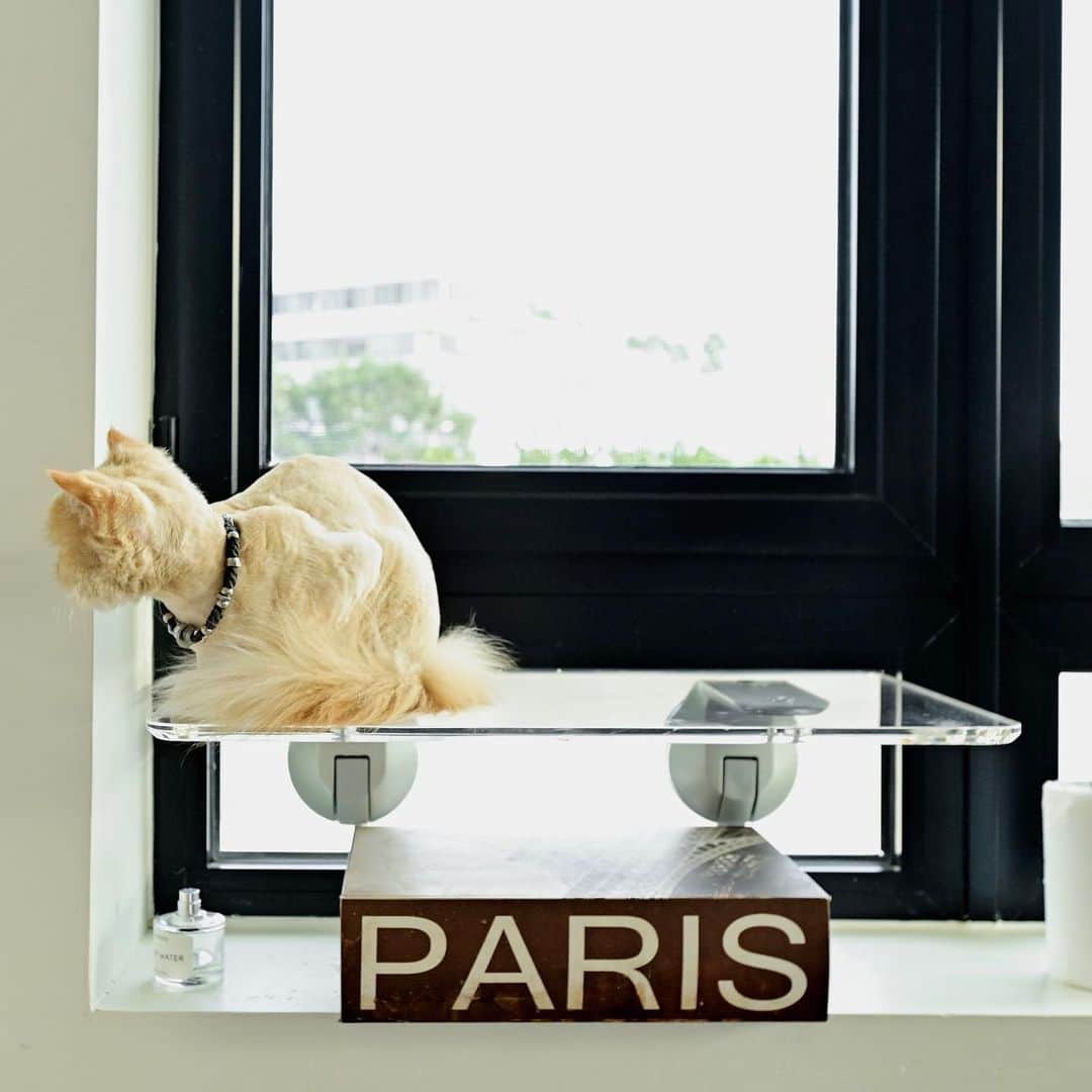 ケイティ・キャシディさんのインスタグラム写真 - (ケイティ・キャシディInstagram)「At home with Dash, but dreaming of Paris.」2月25日 1時58分 - katiecassidy