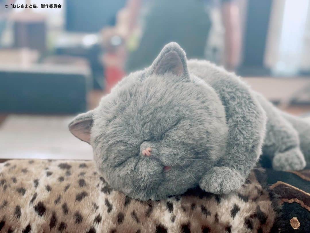 のインスタグラム：「#おじさまと猫 第8話 ご視聴ありがとうございました🐱  神田と日比野、2人が繋いだ #ふくまる と #マリン の再会💞  名前を呼んでくれて、 優しく撫でてくれる人がいる 2匹はとーーっても幸せです☺️  見逃した方は #ネットテレ東 や #TVer でもご覧頂けます🌟  では、おやすみにゃさい💤🎀  #草刈正雄 #神木隆之介 #小関裕太 #武田玲奈 #平山浩行 #高橋ひとみ #升毅 #松本穂香 #吉澤嘉代子 #阿部真央 #猫 #猫のいる暮らし」