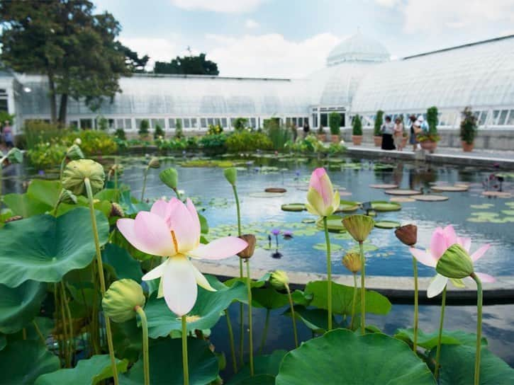 HGTVさんのインスタグラム写真 - (HGTVInstagram)「Take a virtual tour of @TravelChannel's favorite botanical gardens in the US. 😍⁠⁠ ⁠⁠ Cherry blossoms, vanilla orchids, cacti, and 3,000 exotic butterflies are just a few unique attractions featured at these gorgeous botanical gardens. 🌸 🌵 🦋 ⁠⁠ ⁠⁠ Have you visited any of these botanical gardens? 💐 Do you have another favorite botanical garden or arboretum? 🌿 Let us know down below ⬇️ and learn more about these locations at the link in our profile. ⬆️⁠⁠ ⁠⁠ 1) Missouri Botanical Garden, St. Louis - 📸  @mobotgarden⁠⁠ 2) Lewis Ginter Botanical Garden, Richmond - 📸 Don Williamson / @lewisginter⁠⁠ 3) Franklin Park Conservatory and Botanical Gardens, Columbus - 📸 @fpconservatory⁠⁠ 4) Desert Botanical Garden, Phoenix - 📸 @dbgphx⁠⁠ 5) ABQ BioPark Botanic Garden, Albuquerque - 📸 @abqbiopark⁠⁠ 6) United States Botanic Garden, Washington, DC - 📸 @usbotanicgarden⁠⁠ 7) San Francisco Botanical Garden, San Francisco - 📸 FarOutFlora, Flickr⁠⁠ 8) Atlanta Botanical Garden, Atlanta - 📸 Deborah Dimond⁠⁠ 9) New York Botanical Garden, New York City - 📸 Lorraine Boogich⁠⁠ 10) Fairchild Tropical Botanic Garden, Coral Gables - 📸 @fairchildgarden⁠⁠ ⁠⁠ #FreshStart #travelchannel #botanicalgarden #botanicalgarden #arboretum #flora」2月25日 2時03分 - hgtv