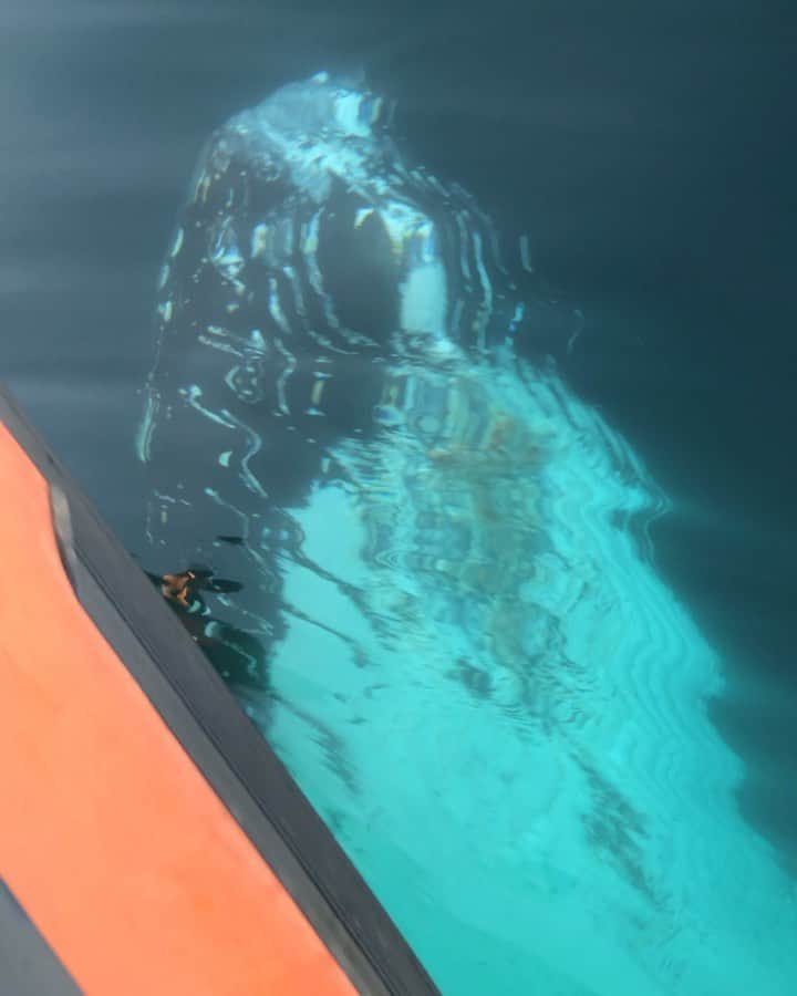 Chase Dekker Wild-Life Imagesのインスタグラム：「Went out looking for dolphins last night, but ended up spending the evening with an incredibly curious humpback whale. This 40-foot humpback twirled and rolled under our boat for nearly an hour making constant eye contact with us. What an amazing evening on glassy seas with @seataceans @lawofthelandnsea on @newportcoastaladventure」