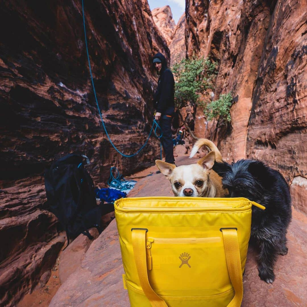 アレックス・ジョンソンさんのインスタグラム写真 - (アレックス・ジョンソンInstagram)「SNACK FEINDS! But honestly who could resist those faces. @hydroflask」2月25日 2時20分 - alexjohnson89