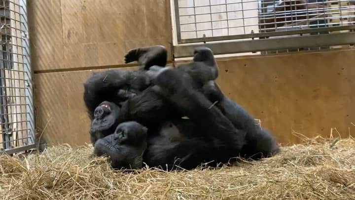 スミソニアン国立動物園のインスタグラム